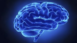 Central Nervous System (CNS)