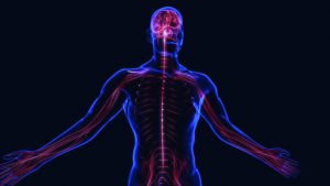 Peripheral nervous system (PNS)